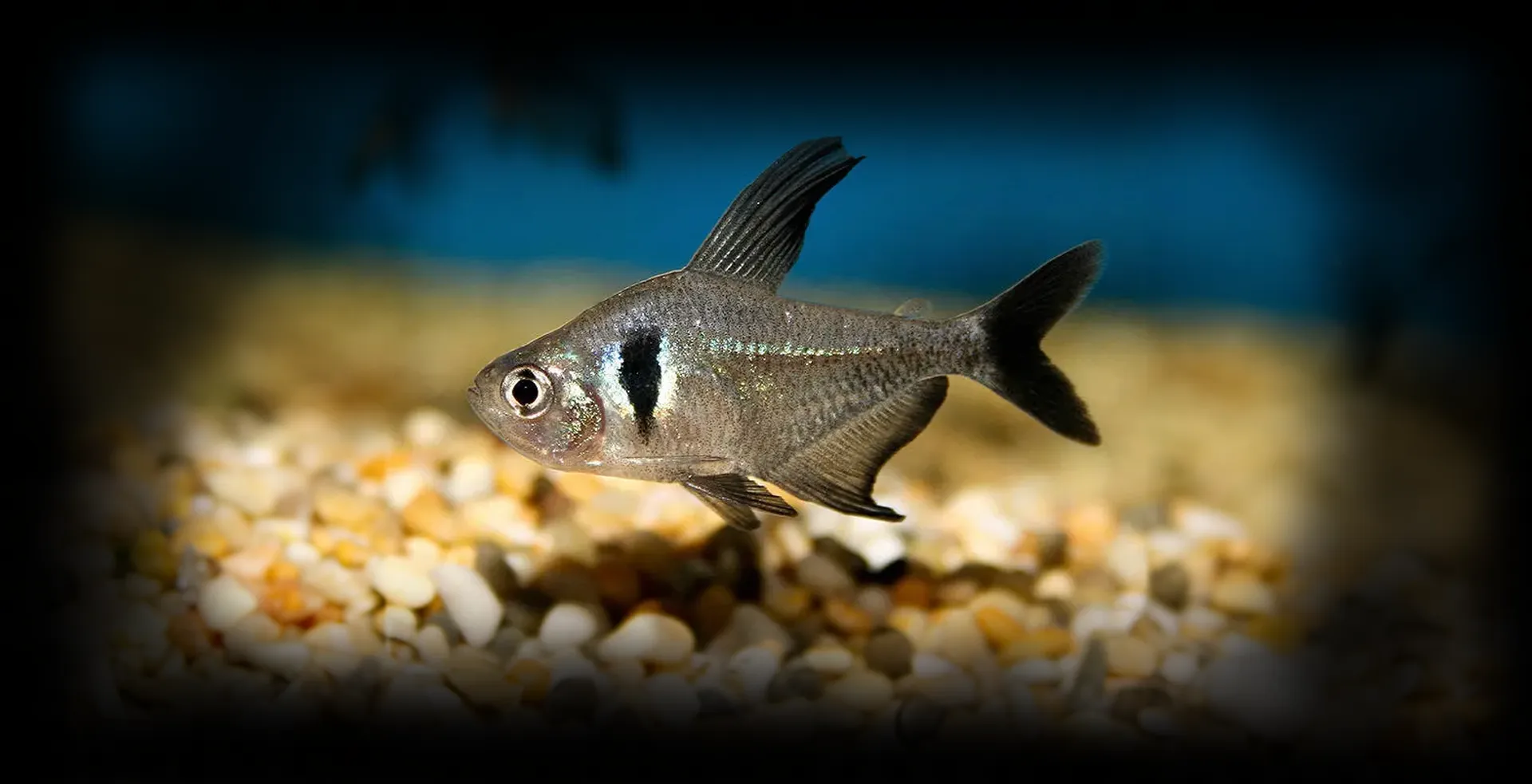 Imagem de fundo de Tetra Fantasma Preto - Poytara